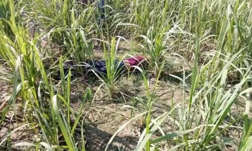 पीलीभीत में गन्ने के खेत में मिला शव, इलाके में फैली सनसनी पीलीभीत में गन्ने के खेत में मिला शव, इलाके में फैली सनसनी