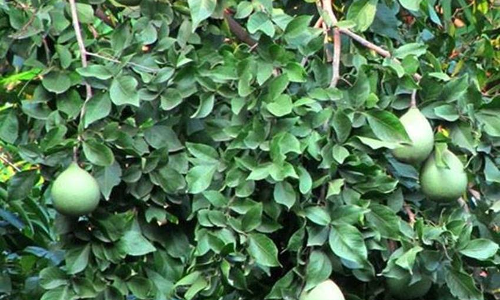 क्या आप बिल्व वृक्ष के बारे में जानते, कितना आवश्यक है आपके जीवन में!