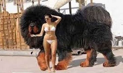 महिला ने किया कुत्ते के साथ किया SEX, फिर हुआ ये हाल महिला ने किया कुत्ते के साथ किया SEX, फिर हुआ ये हाल