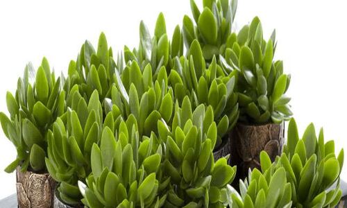 क्या आप जानते है, चुंबक की तरह पैसे को खींचता है येे पौधा!