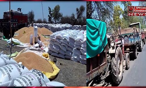सीएम के विधानसभा क्षेत्र में गेंहू खरीदी की खुली पोल, परिवहन नहीं होने से खुले में पड़ा हजारों क्विंटल गेंहू