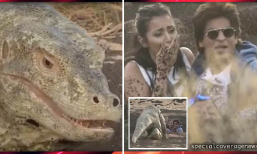 गिरगिट से डराए जाने पर एंकर पर भड़के शाहरुख खान, फिर जो हुआ..देखिए विडियो