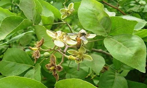 जानिए श्रावण मास में बिल्व का महत्व एवं तोड़ने के महत्वपूर्ण नियम जानिए श्रावण मास में बिल्व का महत्व एवं तोड़ने के महत्वपूर्ण नियम