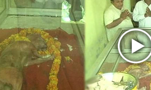 गाय के बच्चे की इंसानी शक्ल, देखने की उमड़ी भीड़!