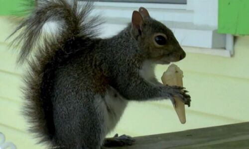 देखें वीडियो: यह गिलहरी आइसक्रीम खाने रोजाना आती है दुकान पर