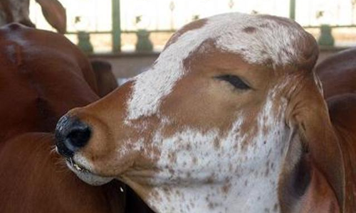 गाय के बछड़े से कर रहा था सेक्स, मौके से पकड़ा, इलाके में तनाव गाय के बछड़े से कर रहा था सेक्स, मौके से पकड़ा, इलाके में तनाव