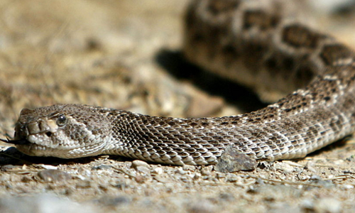 अद्भुत अविश्वसनीय : सांप ने महिला को काटा, महिला ने सांप को, फिर उसके बाद...