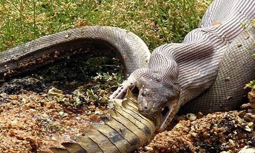 देखें: जब एक सांप ने किया मगरमच्छ का शिकार, फिर...