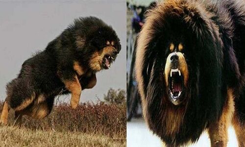 गजब: हवाई जहाज से भी ज्यादा महंगा है इस कुत्ते की कीमत...!