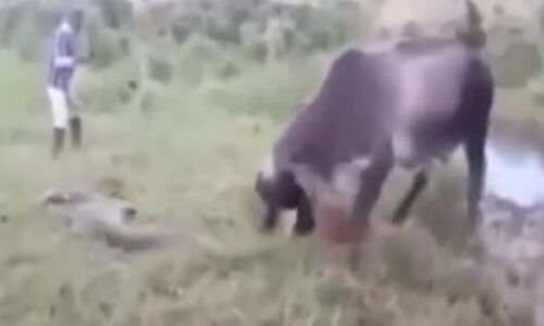 देखें वीडियो: माँ की ममता, विशालकाय एनाकोंडा से भिड़ गई गाय