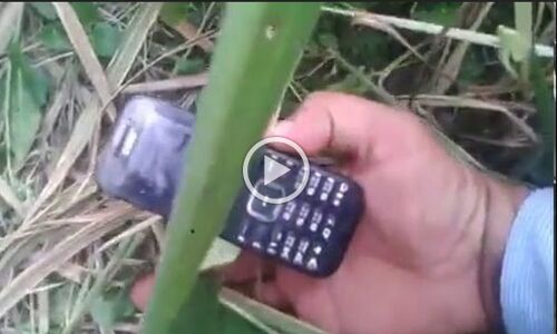 मेरठ में लापता व्यापारी का शव ईख के खेत में मिलने पर मची सनसनी