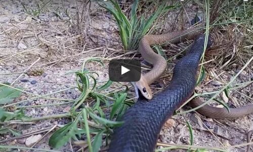 देखें वीडियो: जब दो साँपों में हुई भयंकर लड़ाई, लगा कि...
