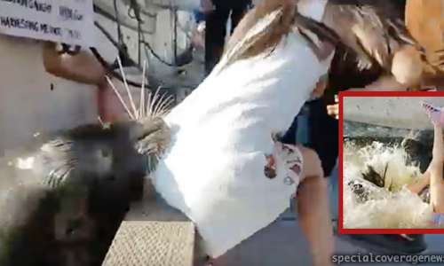 जब समुद्री शेर ने किनारे बैठी लड़की को पानी के अंदर खींचा, Video में देखें फिर जो हुआ दंग रह जाएंगे?