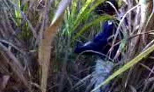 ईख के खेत में लड़के लडकी सेक्स करते पकड़े नंगे, फिर पकड़ने वाले तीनों लडकों ने जो किया! ईख के खेत में लड़के लडकी सेक्स करते पकड़े नंगे, फिर पकड़ने वाले तीनों लडकों ने जो किया!