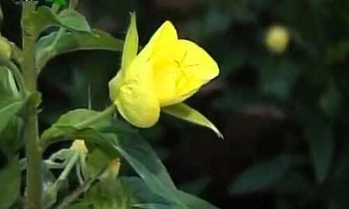 अनोखा! है ये फूल, अजान की आवाज सुन खिल उठता है