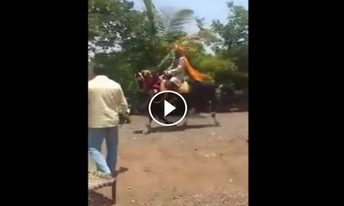 देखें जब नाचने वाली घोड़ी दूल्हे को लेकर भागी, वीडियो हुआ वायरल