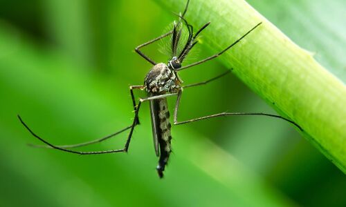 ये है दुनिया का सबसे खतरनाक उड़ने वाला कीड़ा , जाने कितने तरह की बीमारियाँ फैलाते हैं ये