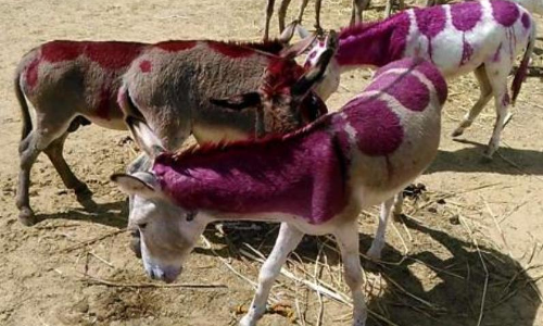 इस मेले का कोई नेता क्यों नहीं करता उद्घाटन, वजह जानकर उड़ जायेंगे होश!