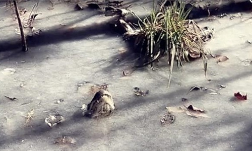 OMG: ठंड की वजह से झील में ही जम गए मगरमच्छ, सामने आया खौफनाक वीडियो