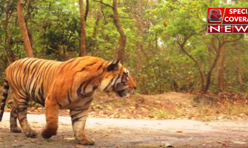 VIDEO : बाघ ने युवक को बनाया निवाला, गांव वालों में दहशत VIDEO : बाघ ने युवक को बनाया निवाला, गांव वालों में दहशत