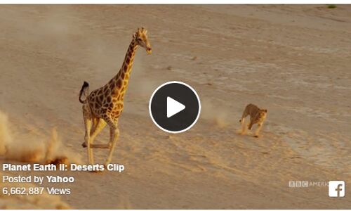 क्या होता है मौत का डर, देखते रह जायेंगे इस वीडियो में!