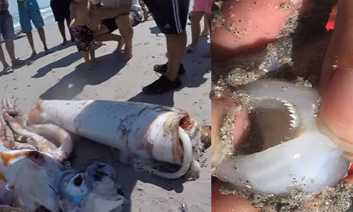 VIDEO: समुद्र से बाहर निकला ऐसा भयानक जीव, देखने वालों के उड़े होश, रिसर्चर्स भी हैरान