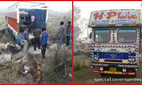 कासगंज पुलिस की बड़ी सफलता, दो ट्रको से 43 गाय बरामद की