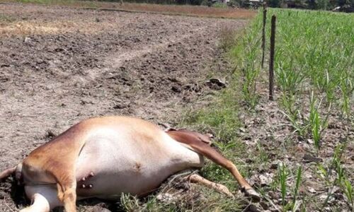 यूपी बुलंदशहर में तालाब में दिखी मरी गाय, बेकाबू हुए उपद्रवी, कई धार्मिक स्थल तोड़े