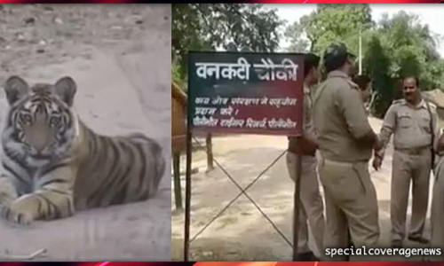 बाघ ने वनकर्मी को बनाया निवाला, दर्दनाक मौत