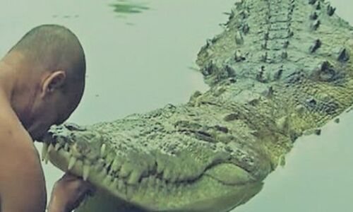 60 सालों से सिर्फ मंदिर का प्रसाद खाता है ये मगरमछ