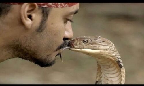 गजब: वीडियो में देखिए सांप और इंसान का Kiss और फिर...