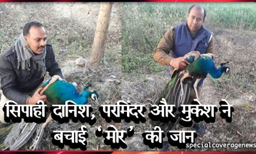 डायल 100 की टीम ने बचाई झाड़ियों में फंसे राष्ट्रीय पक्षी मोर की जान!