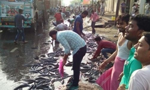 सडक पर विखरी मछलियाँ, लूटने की मची दिनदहाड़े लूट! सडक पर विखरी मछलियाँ, लूटने की मची दिनदहाड़े लूट!