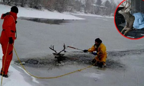 बर्फ से जमी हुई झील से कुछ यूं निकाला गया जिंदा हिरण, तस्वीरें देख रह जाएंगे दंग