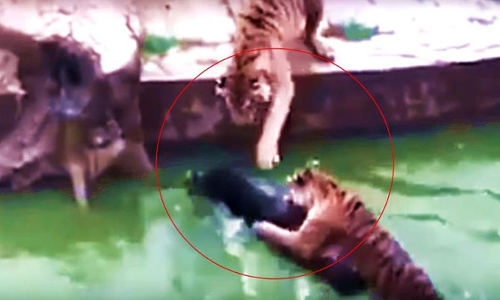 चिड़ियाघर में चार भूखे बाघों के सामने फेंका जिंदा गधा, शिकार ऐसा VIDEO देखकर कांप जाएंगे!