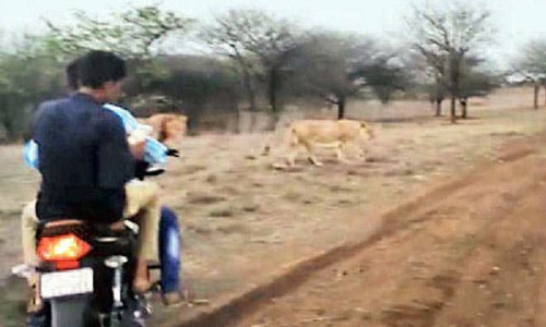 VIDEO: जब दो लोगों ने शेरों के पीछे दौड़ाई बाइक, फिर अचानक...