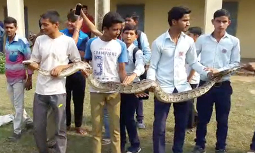 VIDEO: मुजफ्फरनगर थाना ककरौली क्षेत्र के किसान इंटर कॉलेज में निकला विशाल अजगर