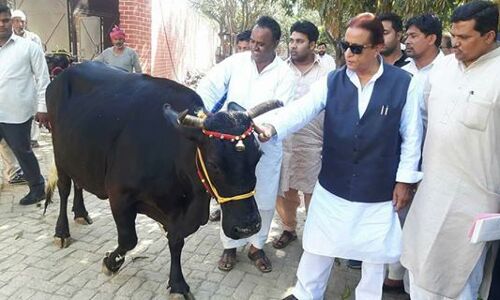 आज़म खान ने वापस भेजी शंकराचार्य को गाय!