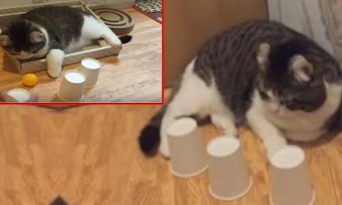 देखें वीडियो, इस बिल्ली के टैलेंट के आगे इंसान भी फेल