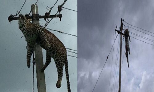 VIDEO: बिजली के खंभे पर चढ़ गया तेंदुआ, करंट लगने से हुई दर्दनाक मौत