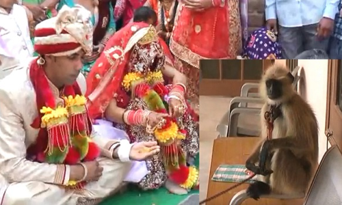 शादी में ससुराल वालों ने दूल्हे को दहेज में दिया लंगूर, अब कर रहा है ये काम