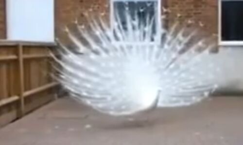 नहीं देखा होगा आपने सफ़ेद मोर का डांस, देख के भूल जाओगे सब कुछ, देखें वीडियो