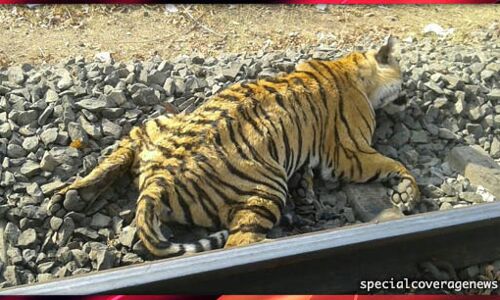 सीहोर में ट्रेन से टकराकर बाघ की मौत