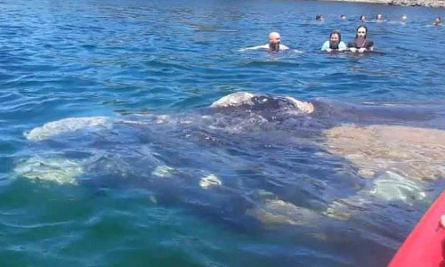 VIDEO: समुद्र किनारे लोग कर रहे थे मस्ती, अचानक से पहुंच गई व्हेल फिर...