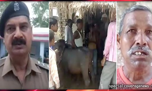 यूपी : किसान की भैंस चोरी, तलाशने में जुटी पुलिस यूपी : किसान की भैंस चोरी, तलाशने में जुटी पुलिस