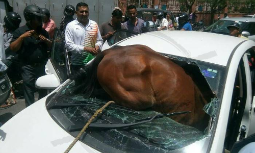 OMG...कार का शीशा तोड़ गाड़ी में जा घुसा घोडा, देखिए तस्वीरें