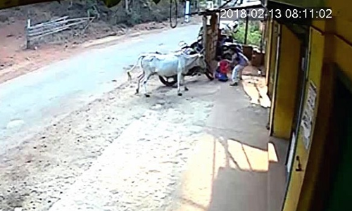 8 साल की बच्ची अपने छोटे भाई को बचाने के लिए हमलावर गाय से भीड़ गई, VIDEO वायरल