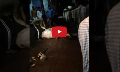 इस वीडियो को देखकर जरुर कहेंगे, मुस्लिम ने बचाई गाय की जान