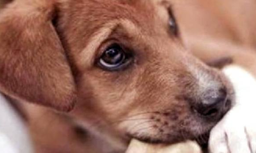 गजब! इस शख्स ने पुलिस के कुत्ते को काटा..., वजह जानकर हो जाएंगे हैरान