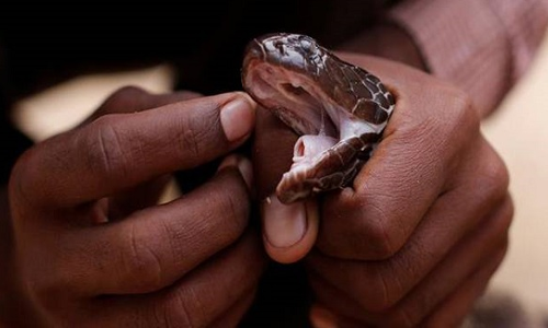 सांप के डसने से गुस्साए शख्स ने ऐसे लिया बदला, चबा डाला सांप का फन फिर...